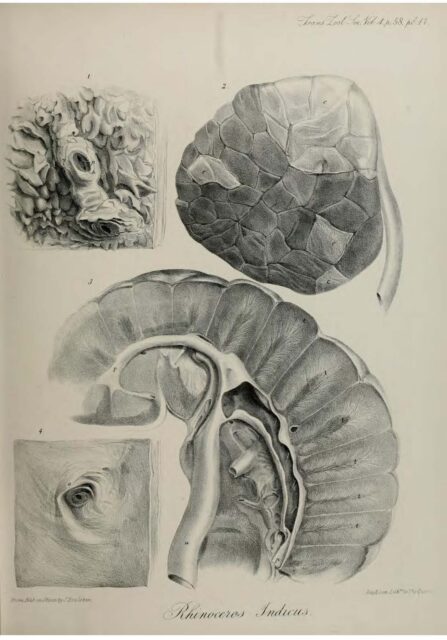 Anatomy of Indian Rhinoceros (14)