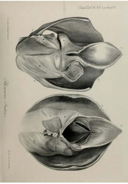 Anatomy of Indian Rhinoceros (15)