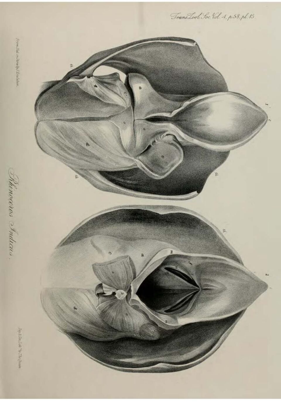 Anatomy of Indian Rhinoceros (15)