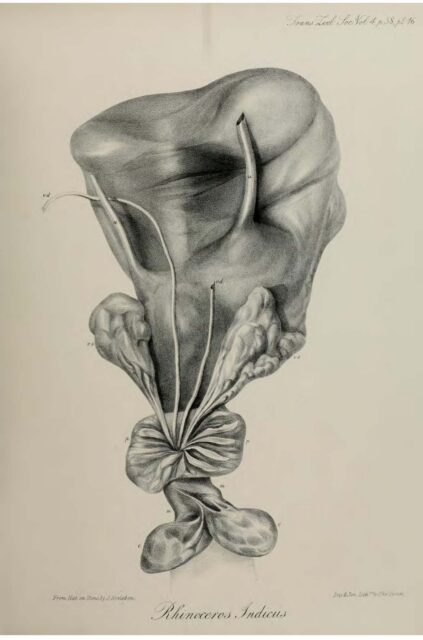 Anatomy of Indian Rhinoceros (16)