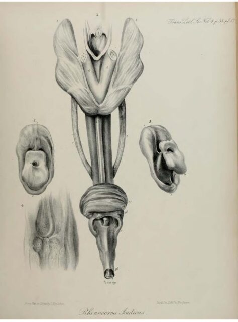 Anatomy of Indian Rhinoceros (17)