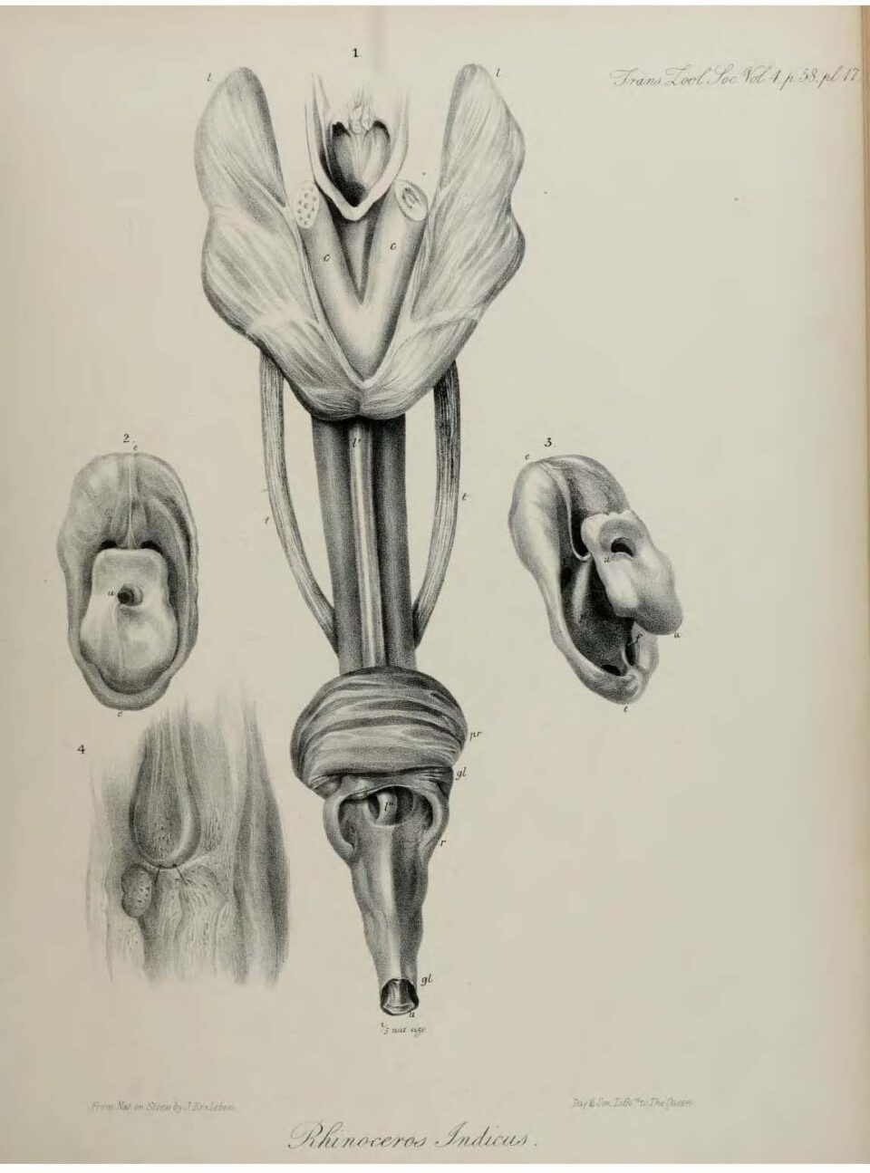 Anatomy of Indian Rhinoceros (17)