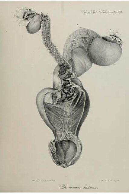 Anatomy of Indian Rhinoceros (18)