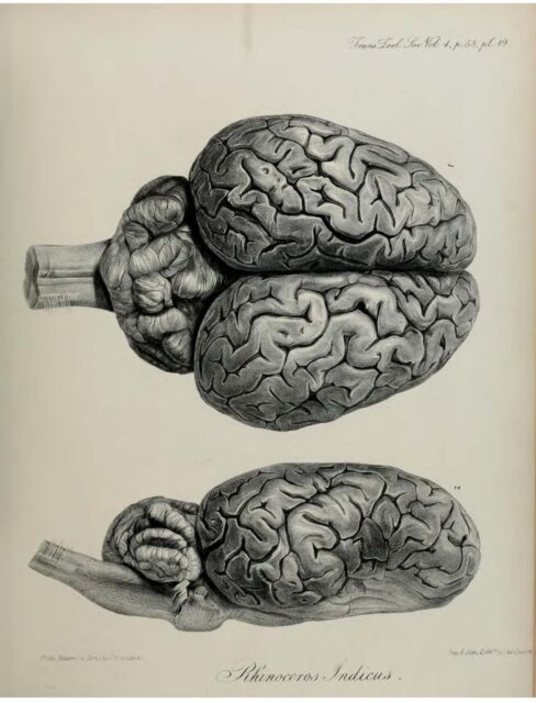 Anatomy of Indian Rhinoceros (19)