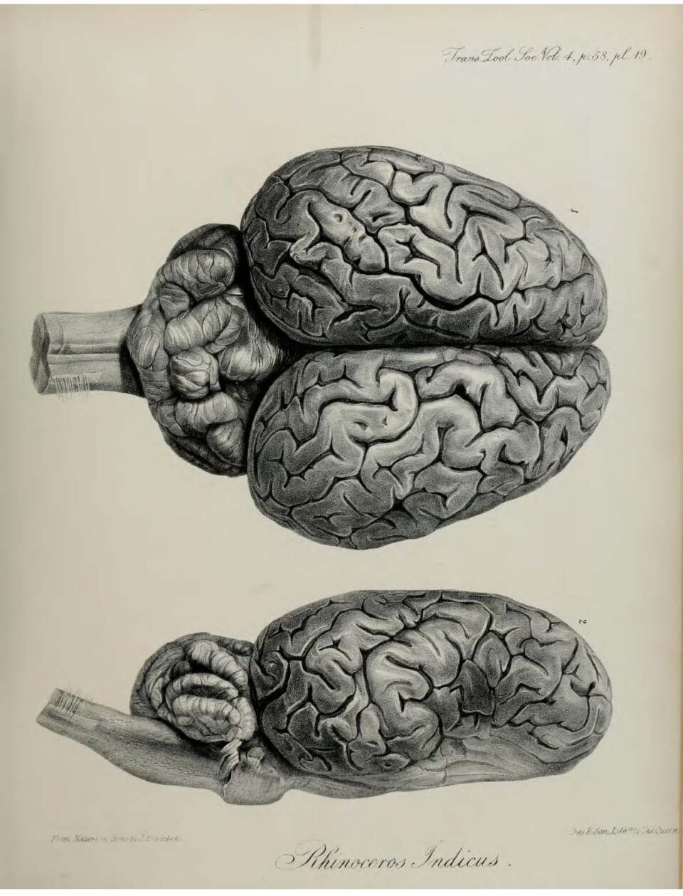 Anatomy of Indian Rhinoceros (19)
