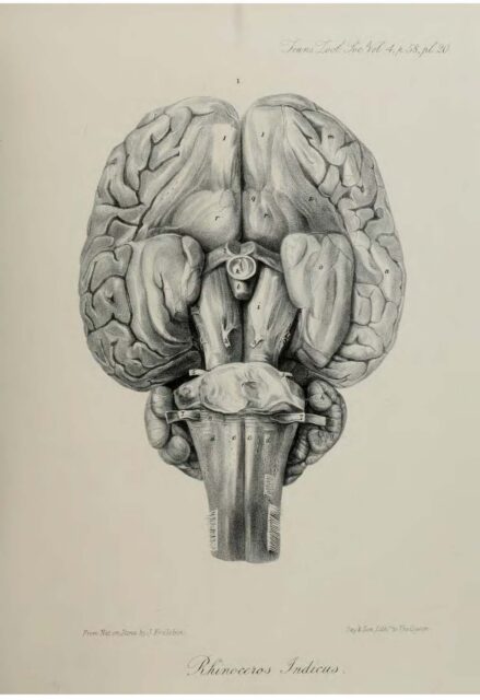 Anatomy of Indian Rhinoceros (20)