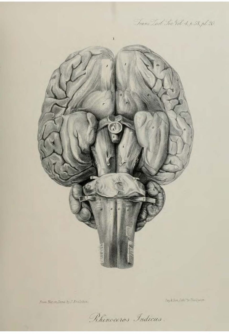Anatomy of Indian Rhinoceros (20)