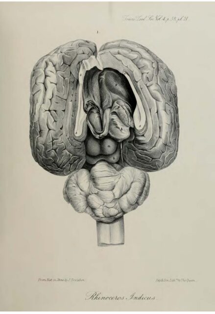 Anatomy of Indian Rhinoceros (21)