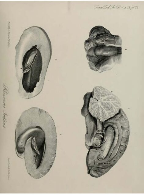 Anatomy of Indian Rhinoceros (22)