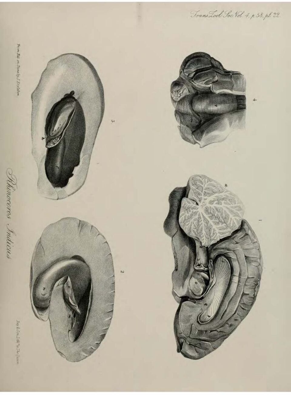 Anatomy of Indian Rhinoceros (22)