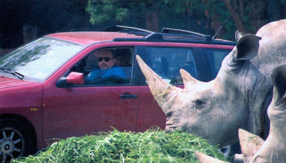 White rhinoceroses in the Safari Park at Bussolengo (Verona)
