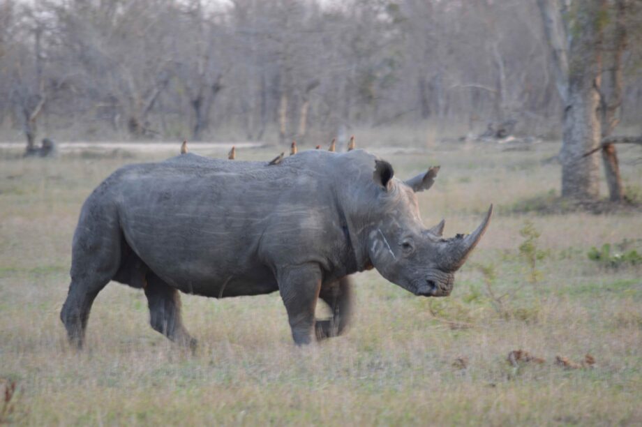 Oxpeckers on white rhino