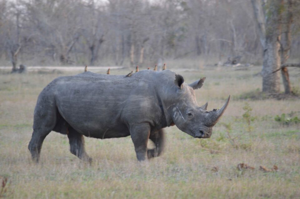 Oxpeckers on white rhino