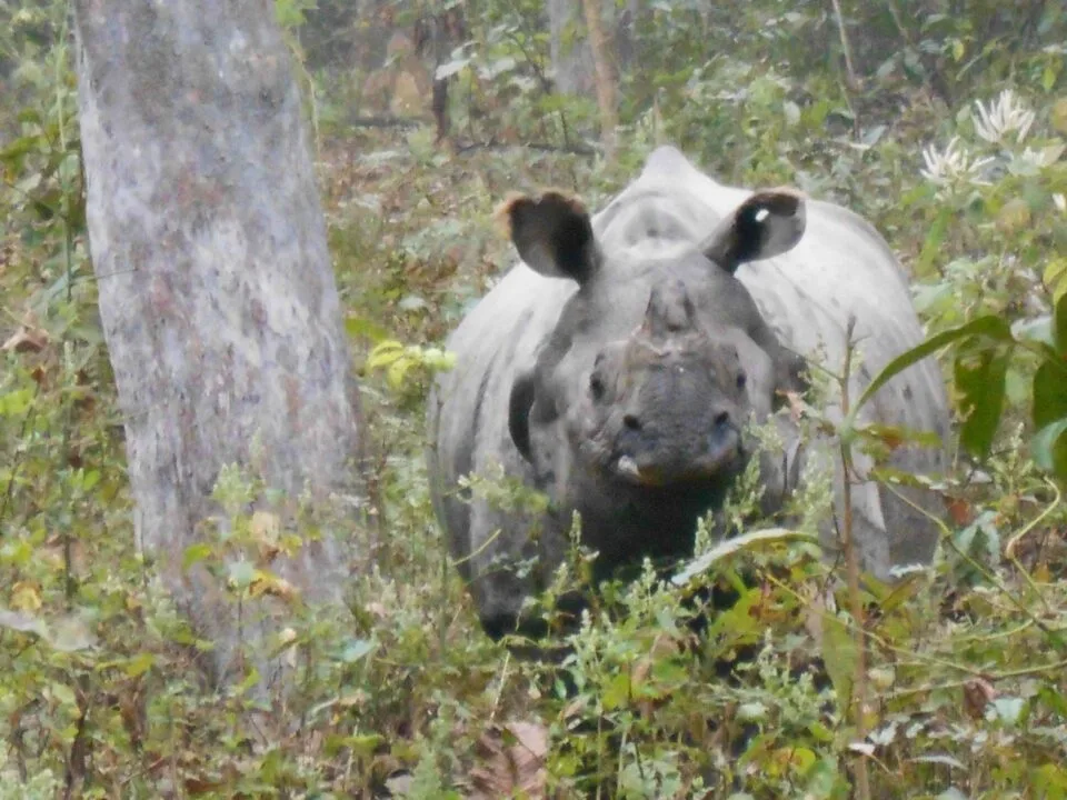 Chitwan 2017 (8)