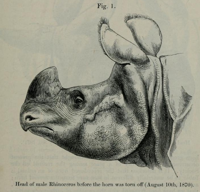 London Zoo 1870 (01)