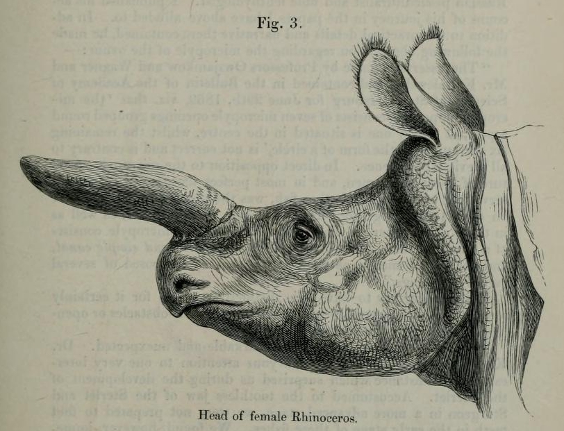 London Zoo female in 1870