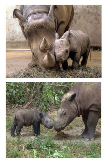Mothers and Sons in Africa
