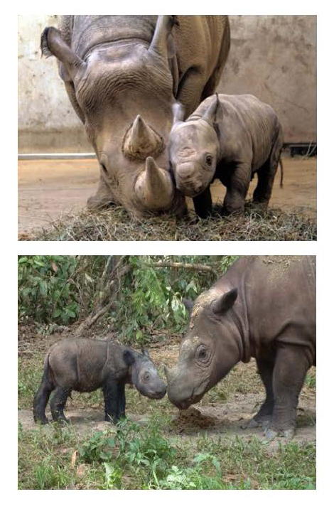 Mothers and Sons in Africa