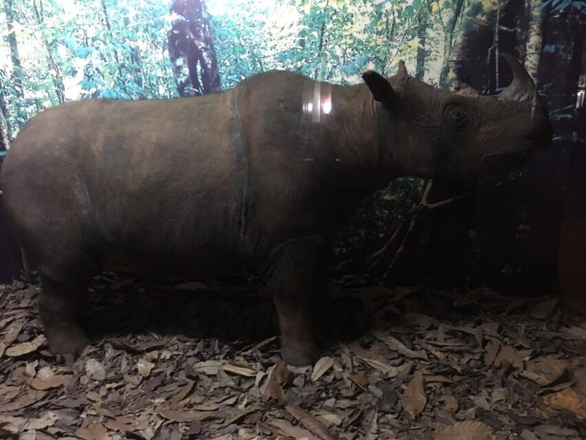 Linbar rhinoceros
