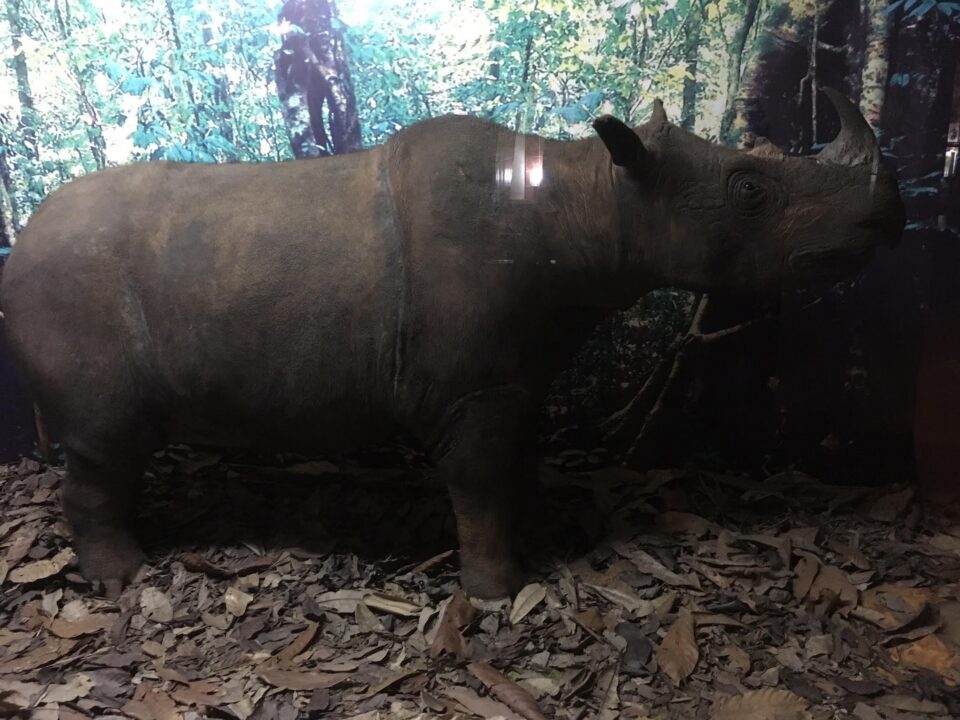 Linbar rhinoceros