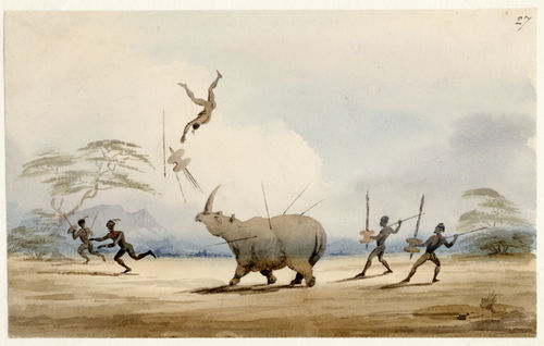 Charles Bell – Rhinoceros (1)