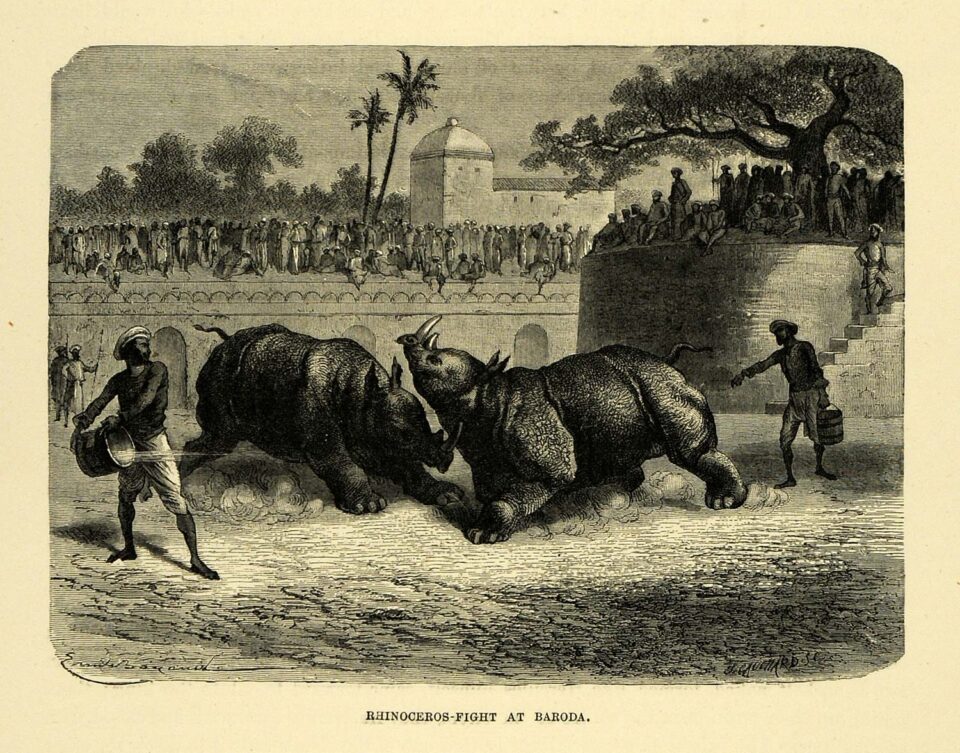 Baroda rhino fight