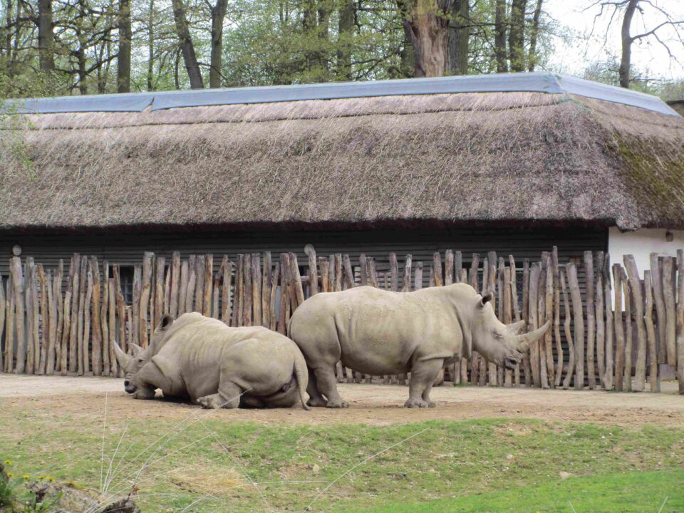 Lesna white rhinos