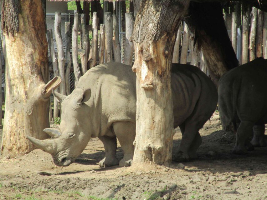 Lesna white rhino