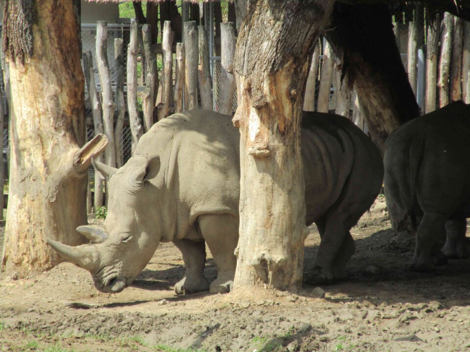 Lesna white rhino
