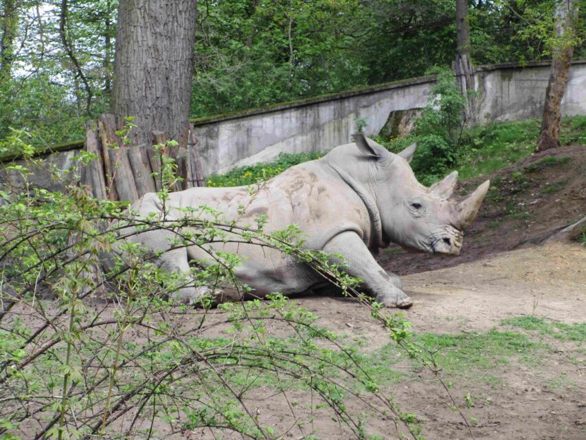 White rhino in Lesna