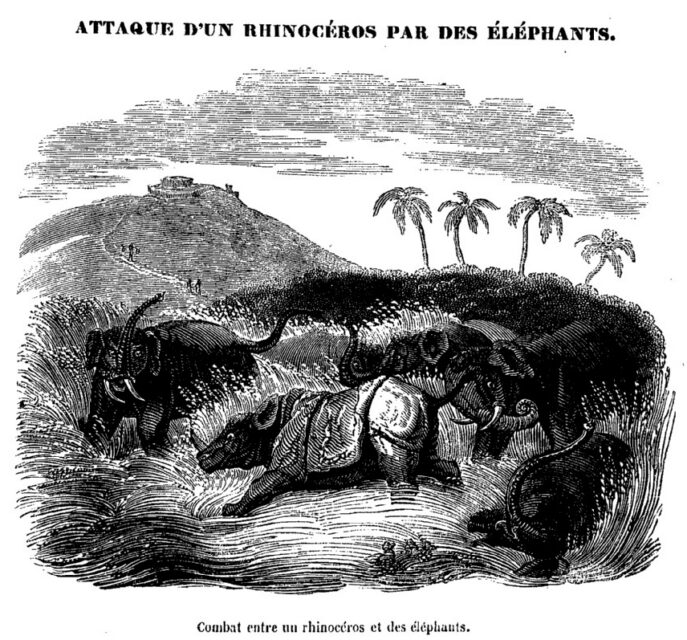 Howitt Attaque du rhinoceros