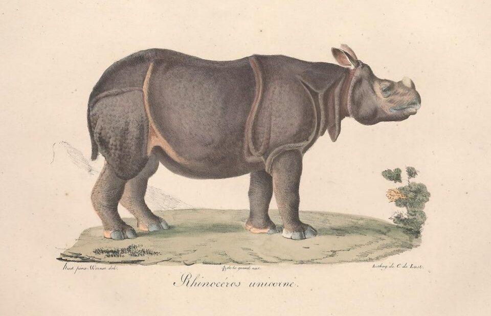 Cuvier Mammiferes: unicorne 1