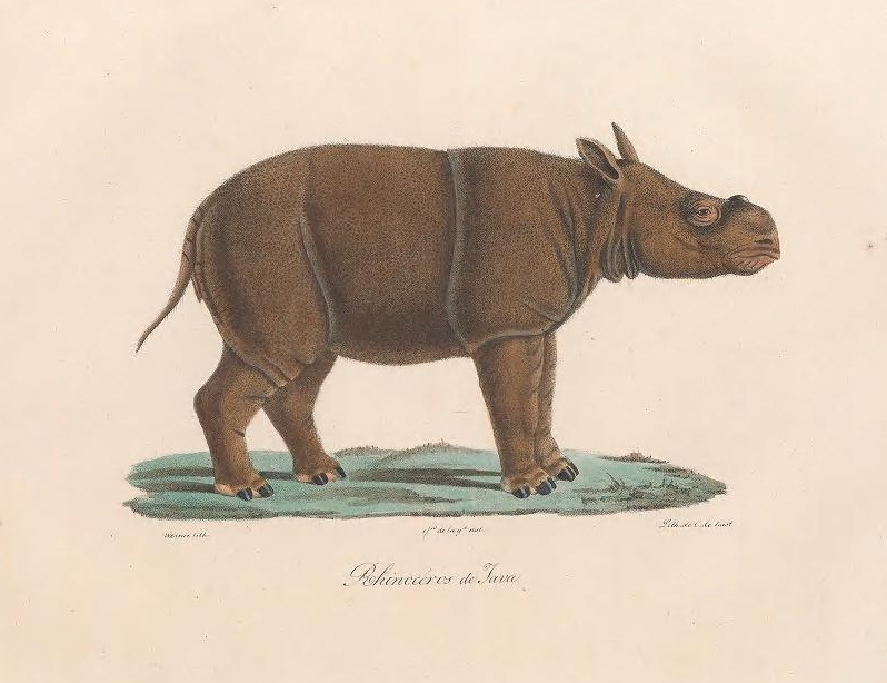 Cuvier Mammiferes Java