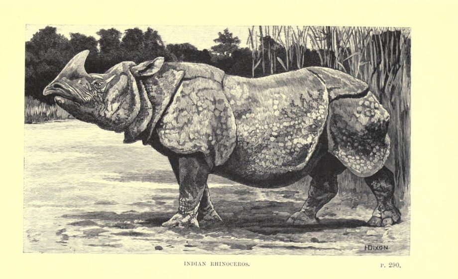 London Zoo Indian rhino