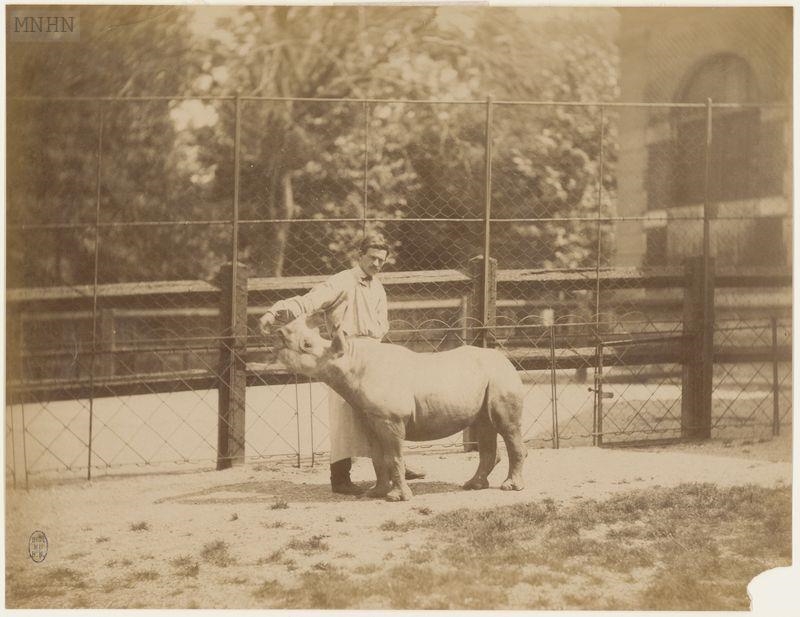 Paris black rhino 1885