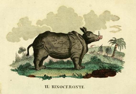 Rinoceronte 1826