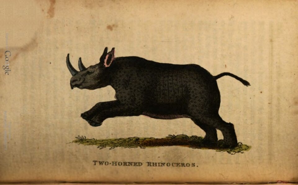 Two Horned Rhinoceros 1803