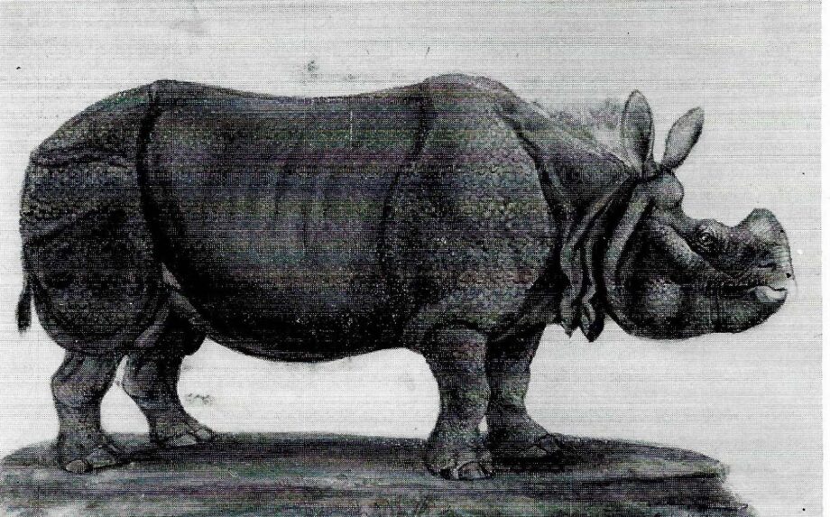 Tourniaire’s rhinoceros by Muller