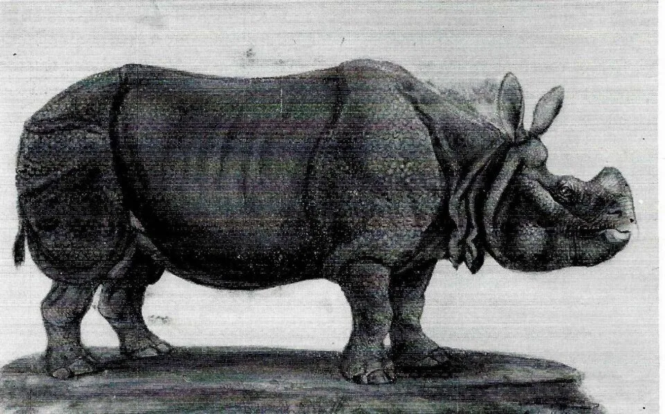 Tourniaire’s rhinoceros by Muller