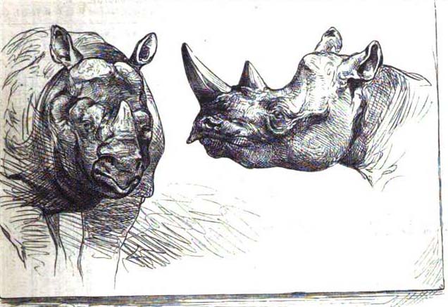 Rhinos in Berlin 1874