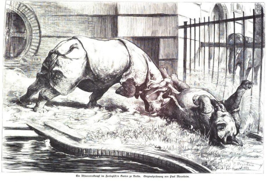 Rhinoceros fight in Berlin