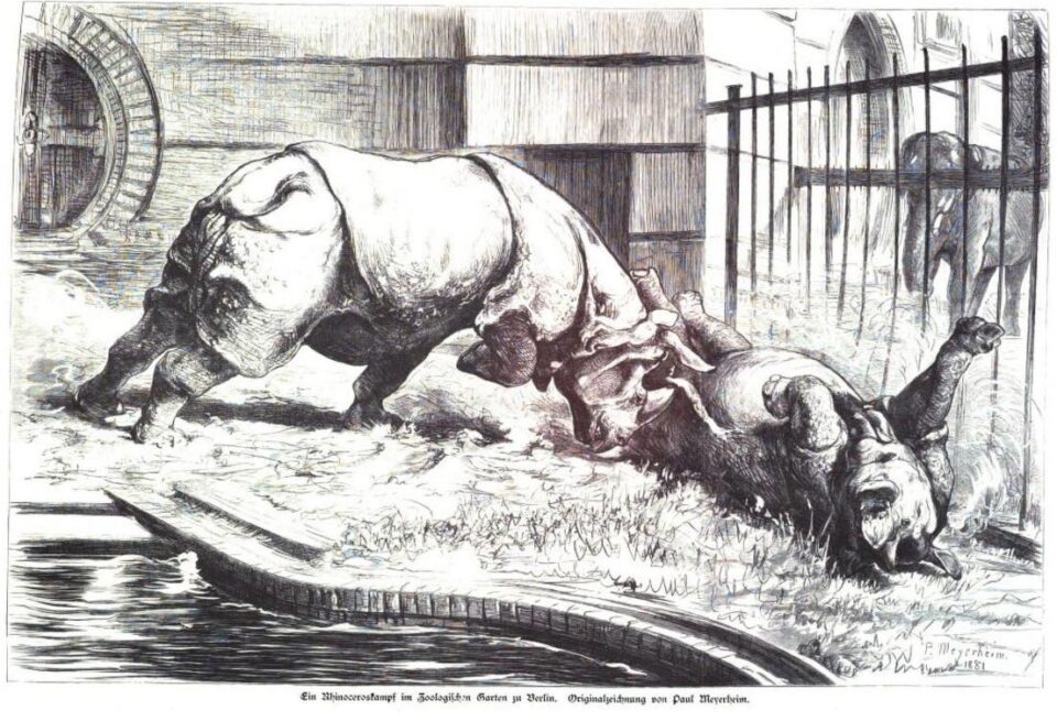 Rhinoceros fight in Berlin