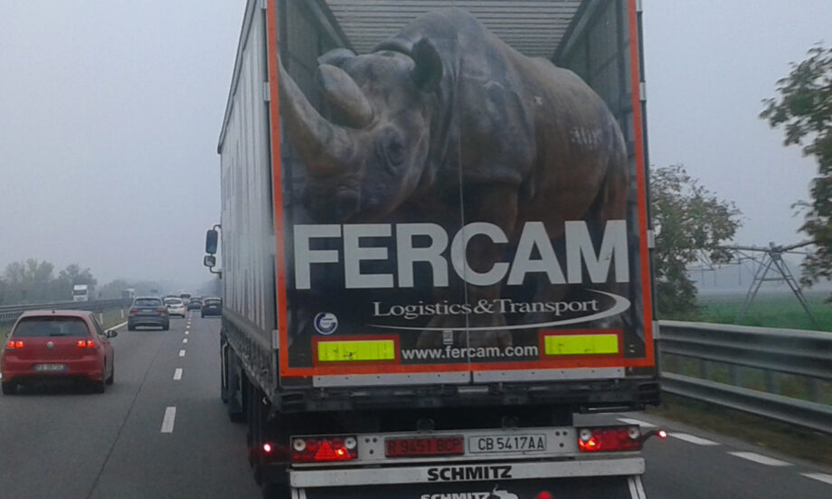 A black rhinoceros along the highway