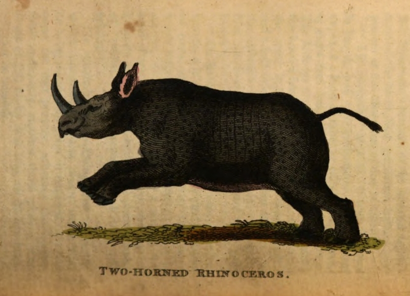 Two horned rhino