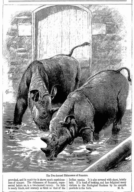 Two horned rhinos