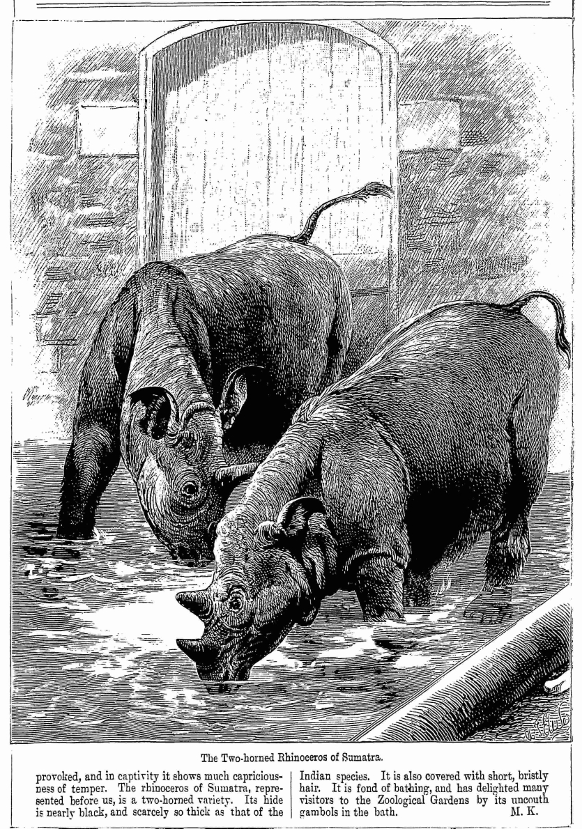 Two horned rhinos