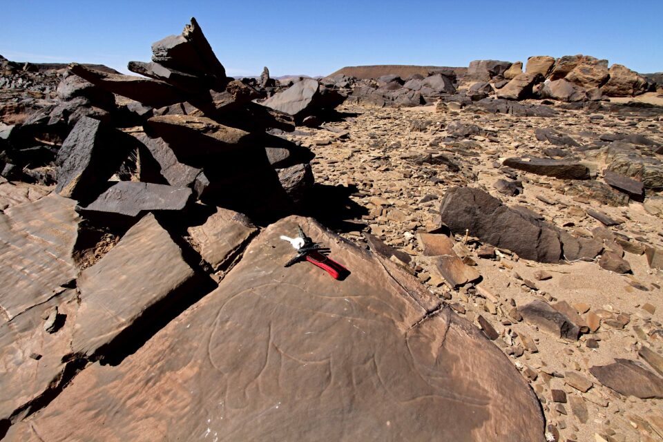 A rhinoceros engraved on a rock at Akka (Morocco)