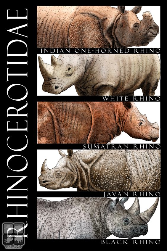 Rhinocerotidae