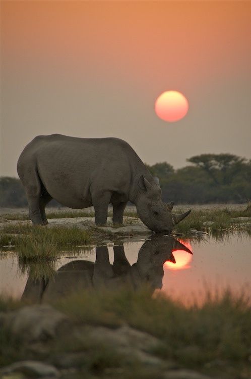 A rhinoceros in the Etosha National Park, Namibia