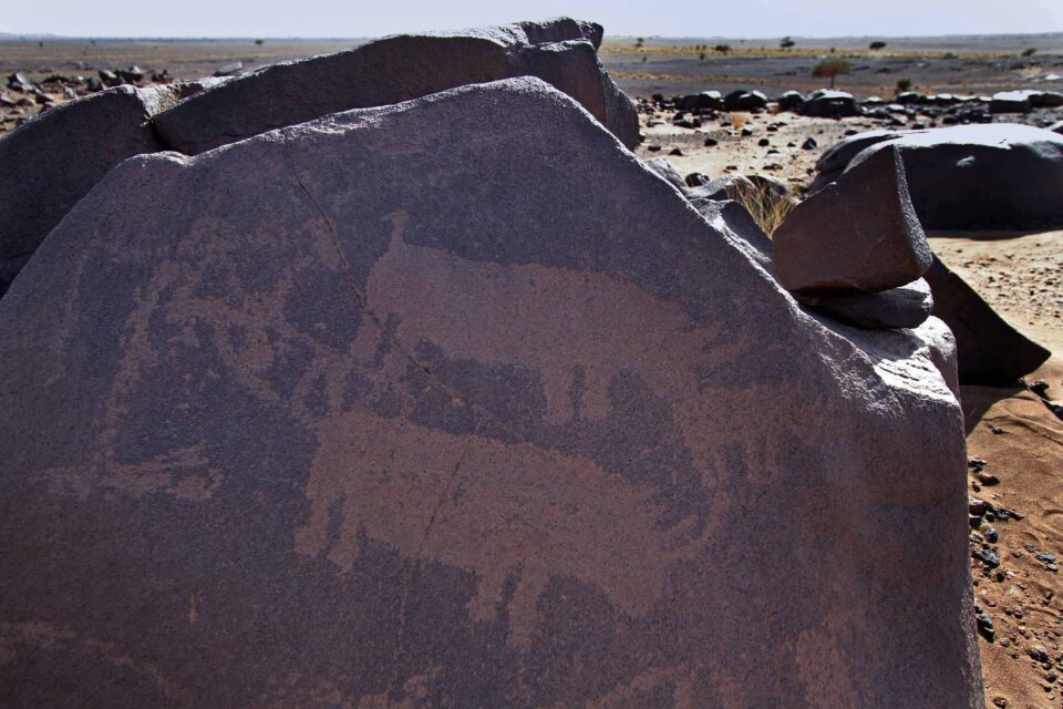 A triptych of rhinoceroses engraved on a rock in Morocco